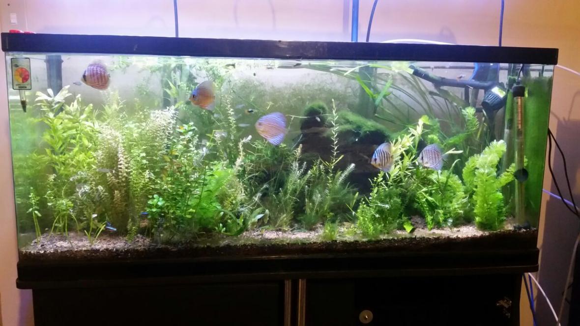 55 gallons planted tank (mostly live plants and fish) - 246l planted tank. Discus Cardinal tetra Rummy nose tetra LED grow light Co2
