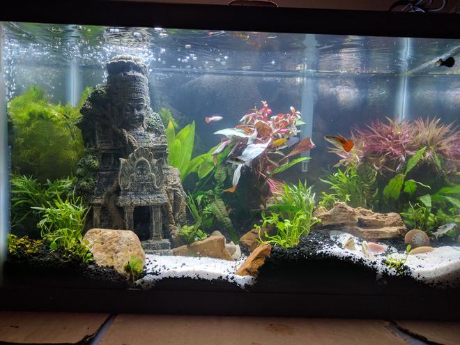 10 gallons planted tank (mostly live plants and fish) - 3 day old 10 gallon tank. Trying to see about keeping a Betta with Guppies.