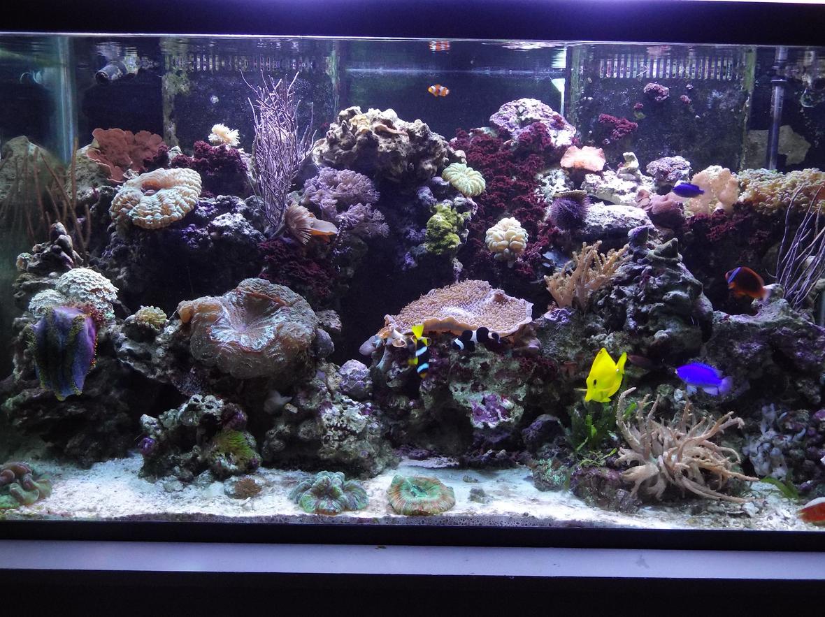120 gallons reef tank (mostly live coral and fish) - Today's tank picture.