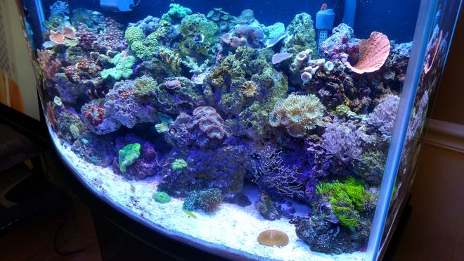46 gallons reef tank (mostly live coral and fish) - 46gal reef tank   This tank is only been going  4 months, going well so far!  So glad I got back into this hobbie after a 7 year hiatus! Still battling the new tank alge and cynical but I'm fighting it.