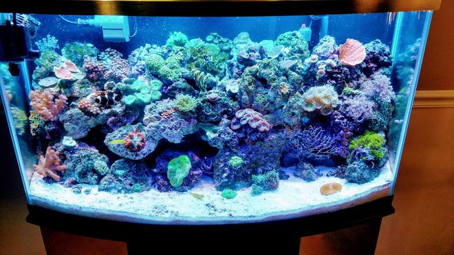 46 gallons reef tank (mostly live coral and fish) - 46 bowfront reef
Inverts, softies,LPs, and limited sps