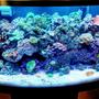 46 gallons reef tank (mostly live coral and fish) - 46 bowfront reef Inverts, softies,LPs, and limited sps
