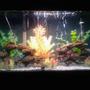 29 gallons freshwater fish tank (mostly fish and non-living decorations) - Houses tiger barbs and one mystery snail. Mixed sand substrate and artificial rocks and plants.