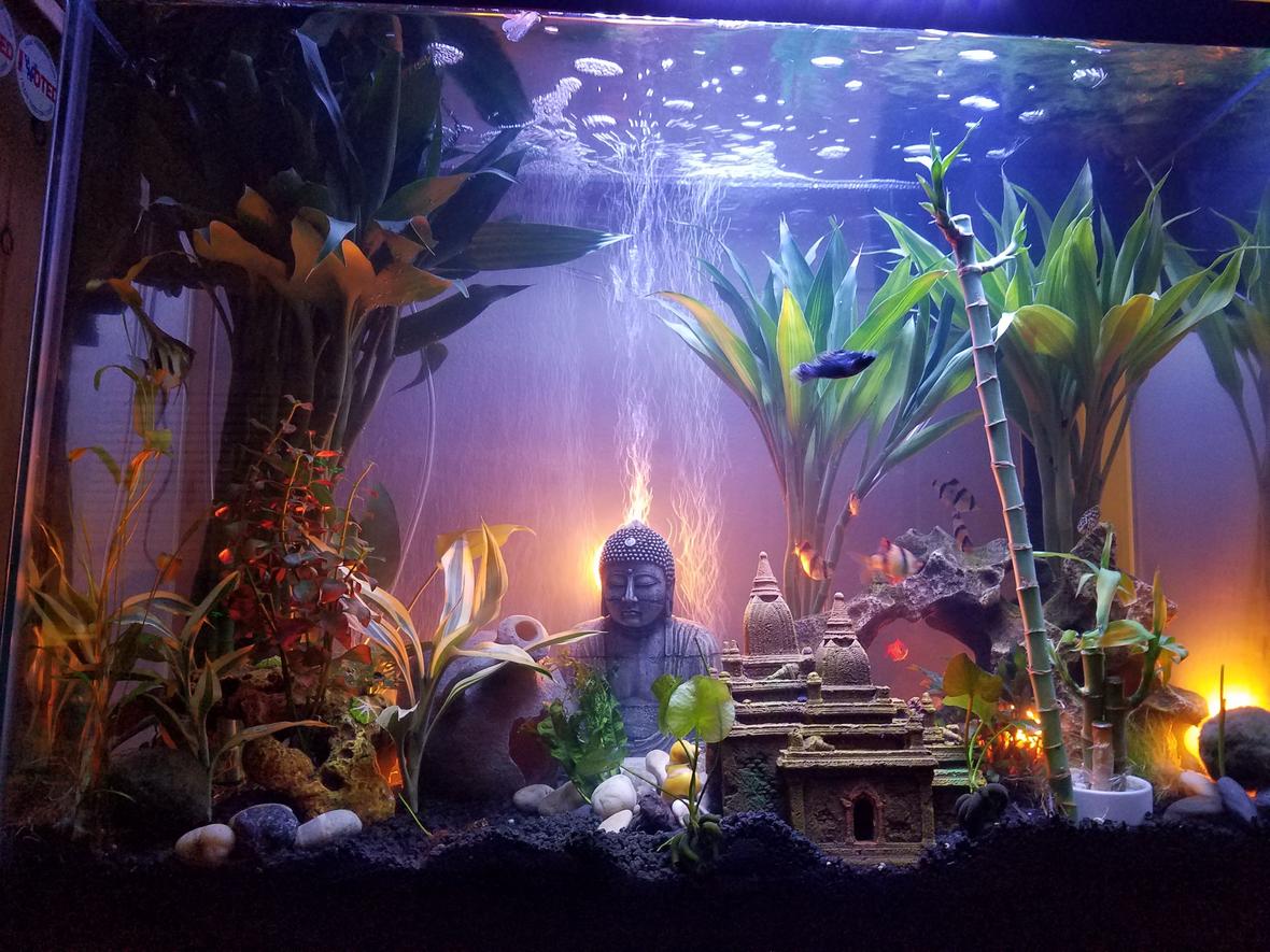 37 gallons freshwater fish tank (mostly fish and non-living decorations) - First week, waiting on a additional 225 led 14 watt marine lamp