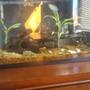 10 gallons freshwater fish tank (mostly fish and non-living decorations) - 10 gallon top fin starter kit The angelfish is leaving so please comment what fish I could put with this dwarf gourami,there is nothing else in the tank