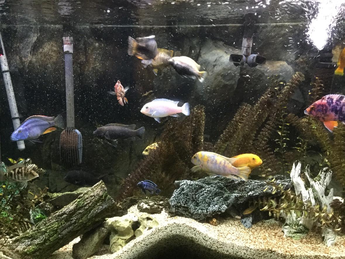 110 gallons freshwater fish tank (mostly fish and non-living decorations) - 110 gallon African Cichlid Aquarium.