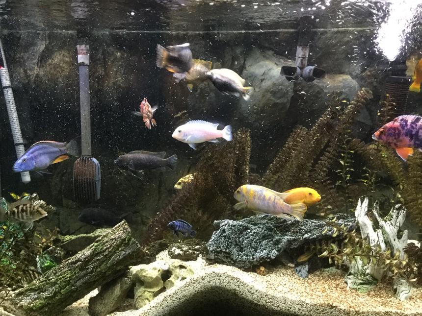 Rated #54: 110 Gallons Freshwater Fish Tank - 110 gallon African Cichlid Aquarium.