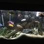 fish tank picture - 110 gallon African Cichlid aquarium