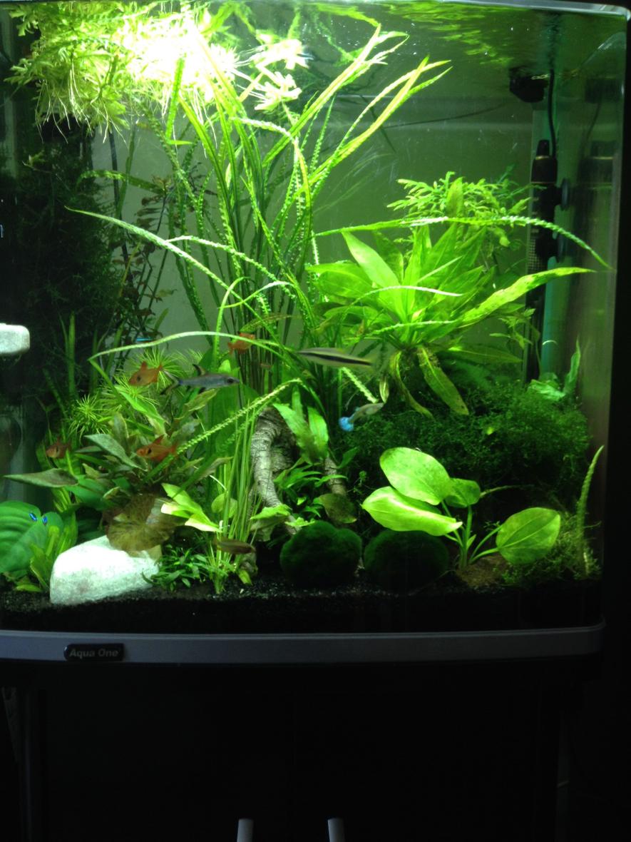 Rated #34: 30 Gallons Planted Tank - Me tank