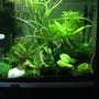 30 gallons planted tank (mostly live plants and fish) - Me tank