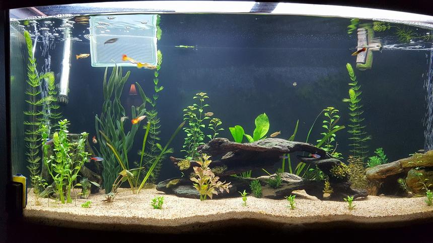 Rated #45: 75 Gallons Planted Tank - So I'm new to planted aquariums, got this aquarium on the cheap, and went for it. I kept fish when I was younger, but I'm just now getting back into the hobby. the first pic was a couple weeks ago, and the second was a couple days ago. The hornwort and moneywart are doing great, but the anubias looks like kinda weak. I did fertilizer with osmocote root tabs, but beyond that, pretty unsure what to do the liven it up. Suggestions?