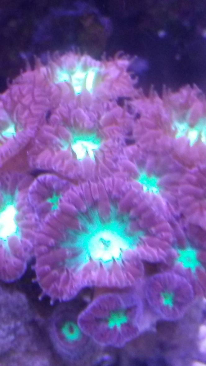 Rated #4: Corals Inverts Stocking In 10 Gallons Tank - Blastomussa Merletti