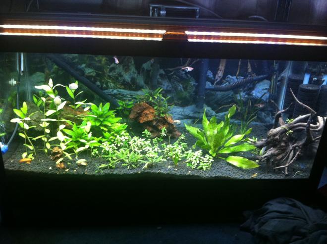 40 gallons planted tank (mostly live plants and fish) - Taken after lights went out so my snails are out and about