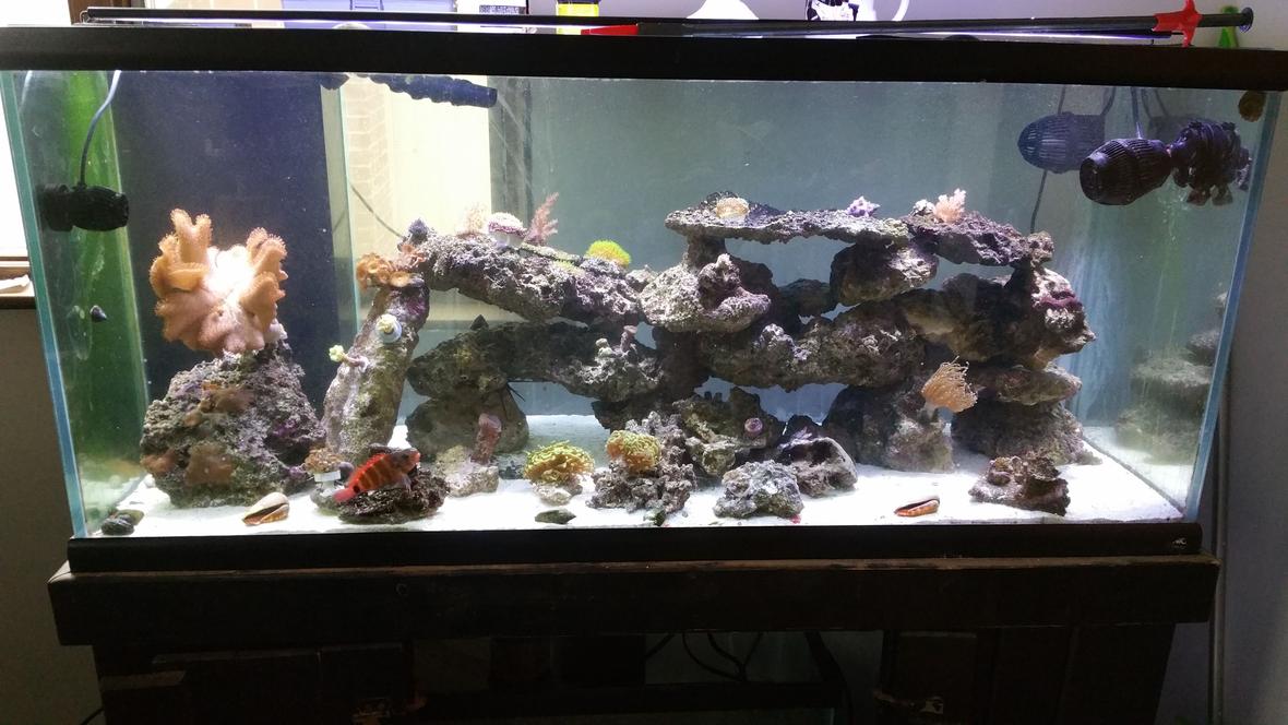 75 gallons reef tank (mostly live coral and fish) - 75 with one hawk