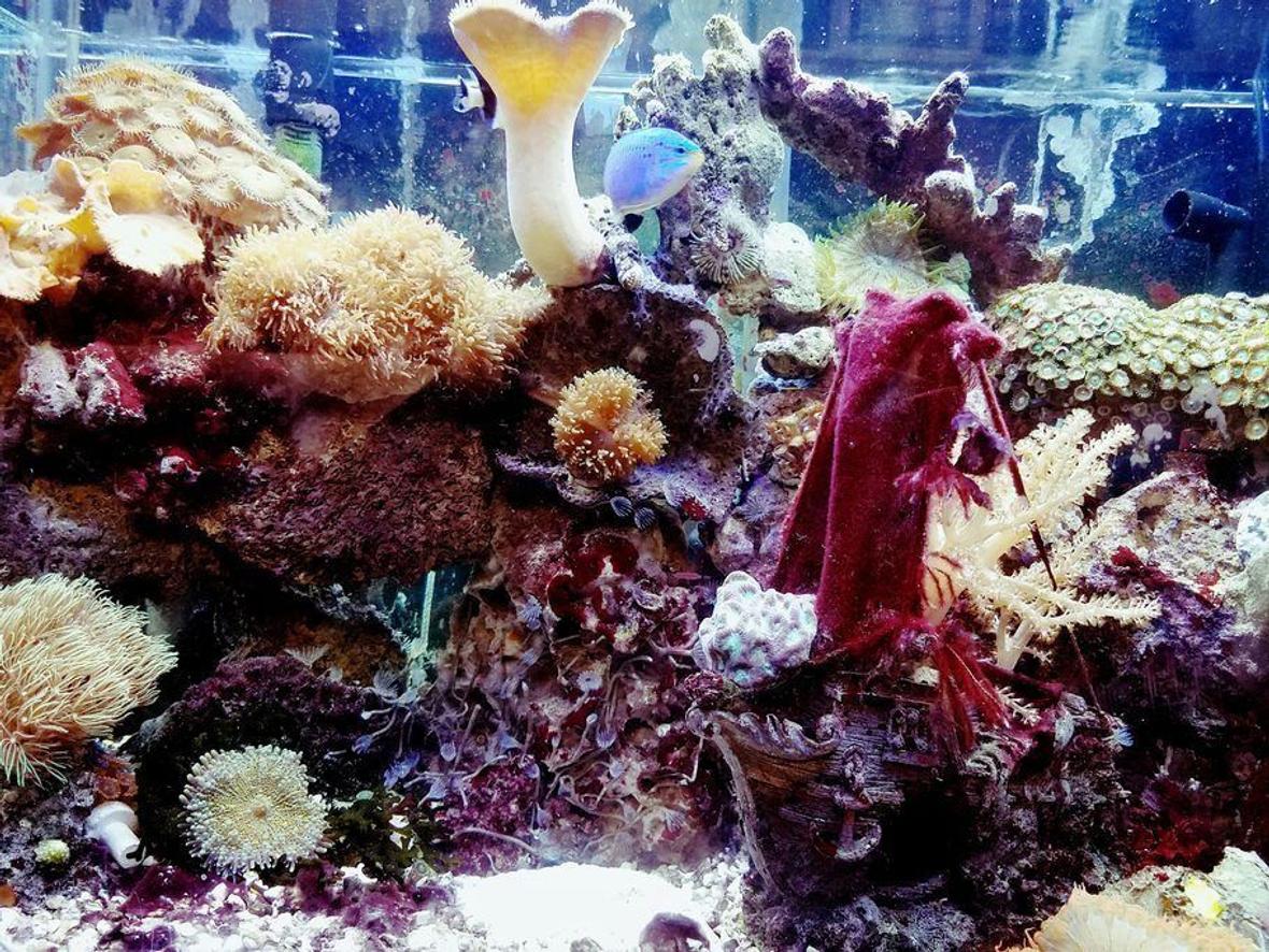 planted tank (mostly live plants and fish) - 2222 b