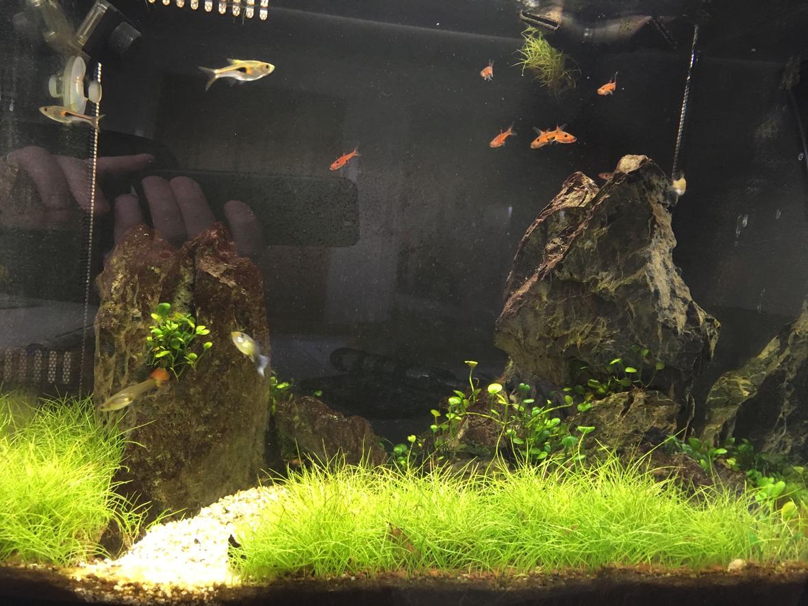 34 gallons planted tank (mostly live plants and fish) - Fluval Flex 34L nano tank. Curved from means I cannot get a picture without a reflection in it.