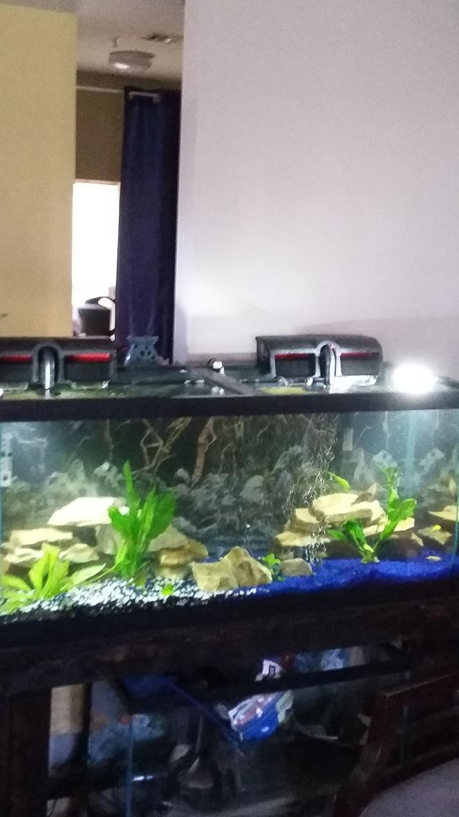 Rated #49: 75 Gallons Planted Tank - 75 gallon aquatic fresh water ocea with American and African cichlids