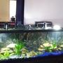 75 gallons planted tank (mostly live plants and fish) - 75 gallon aquatic fresh water ocea with American and African cichlids