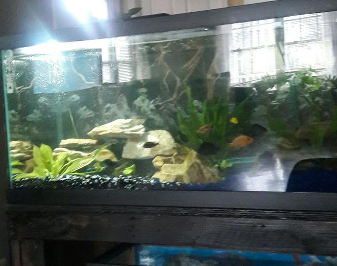 freshwater fish stocking in 75 gallons tank - 75 gallon freshwater tank African and American Cichlids with live planting