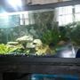 freshwater fish stocking in 75 gallons tank - 75 gallon freshwater tank African and American Cichlids with live planting
