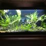 20 gallons planted tank (mostly live plants and fish) - 20 Long "Fish City"