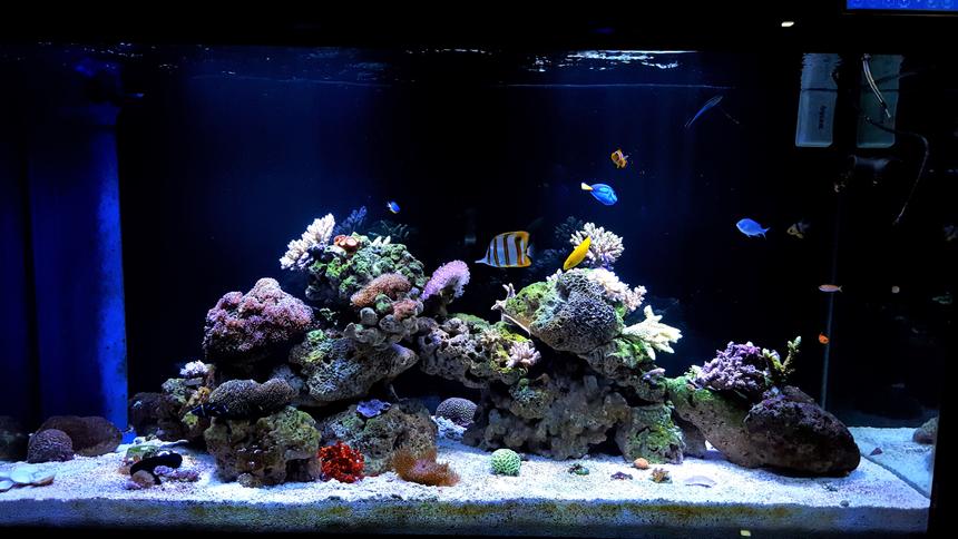 Rated #8: 150 Gallons Reef Tank - My Tank 150G