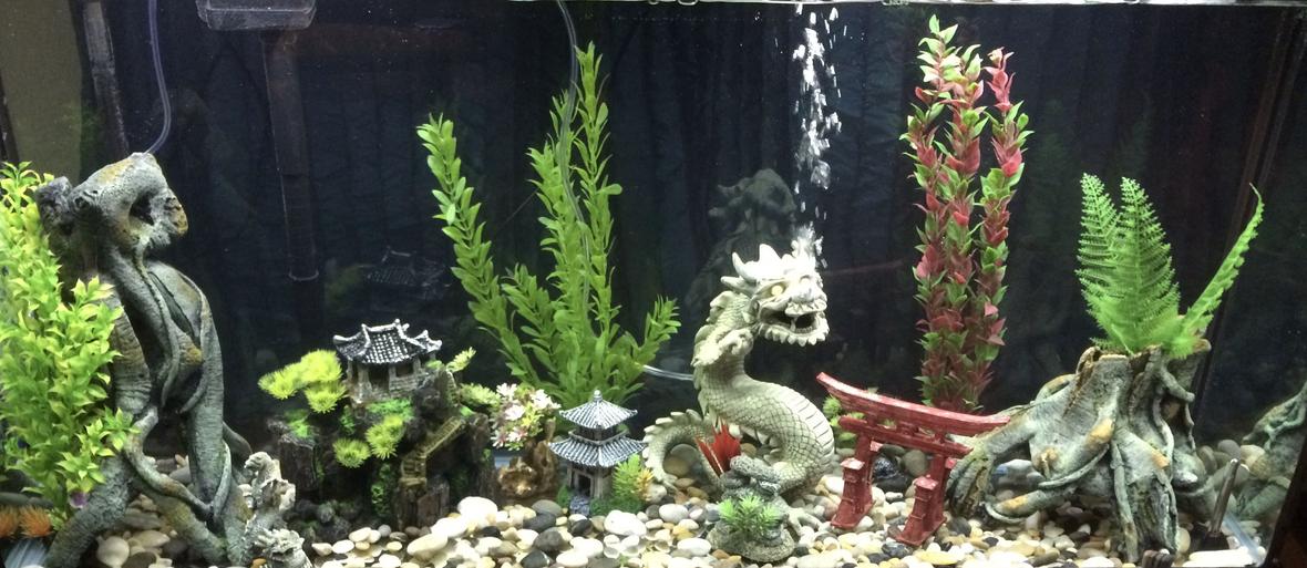 55 gallons freshwater fish tank (mostly fish and non-living decorations) - Almost a full view of my fresh water tank.