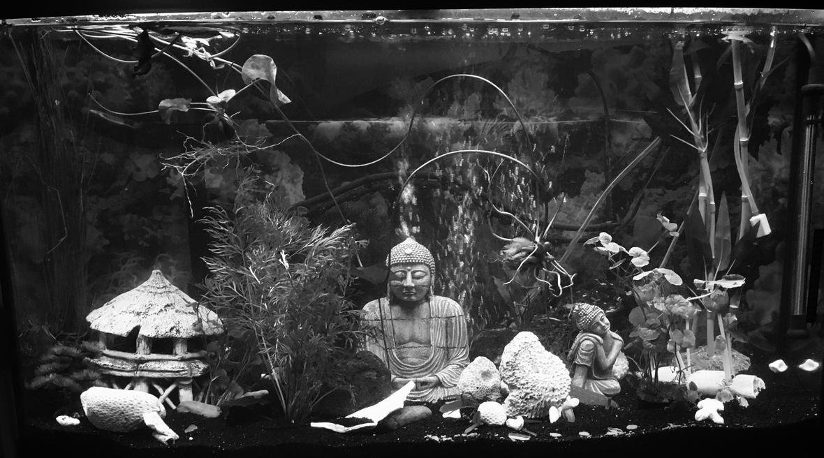 55 gallons freshwater fish tank (mostly fish and non-living decorations) - Just starting!