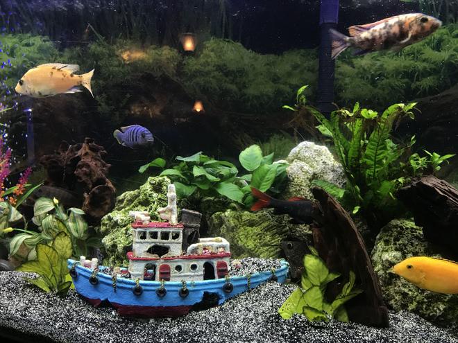 60 gallons freshwater fish tank (mostly fish and non-living decorations) - My aquarium with mostly Cichlid