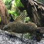 freshwater fish stocking in 60 gallons tank - Synodontis eupterus