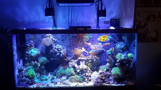 90 gallons reef tank (mostly live coral and fish) - My favorite