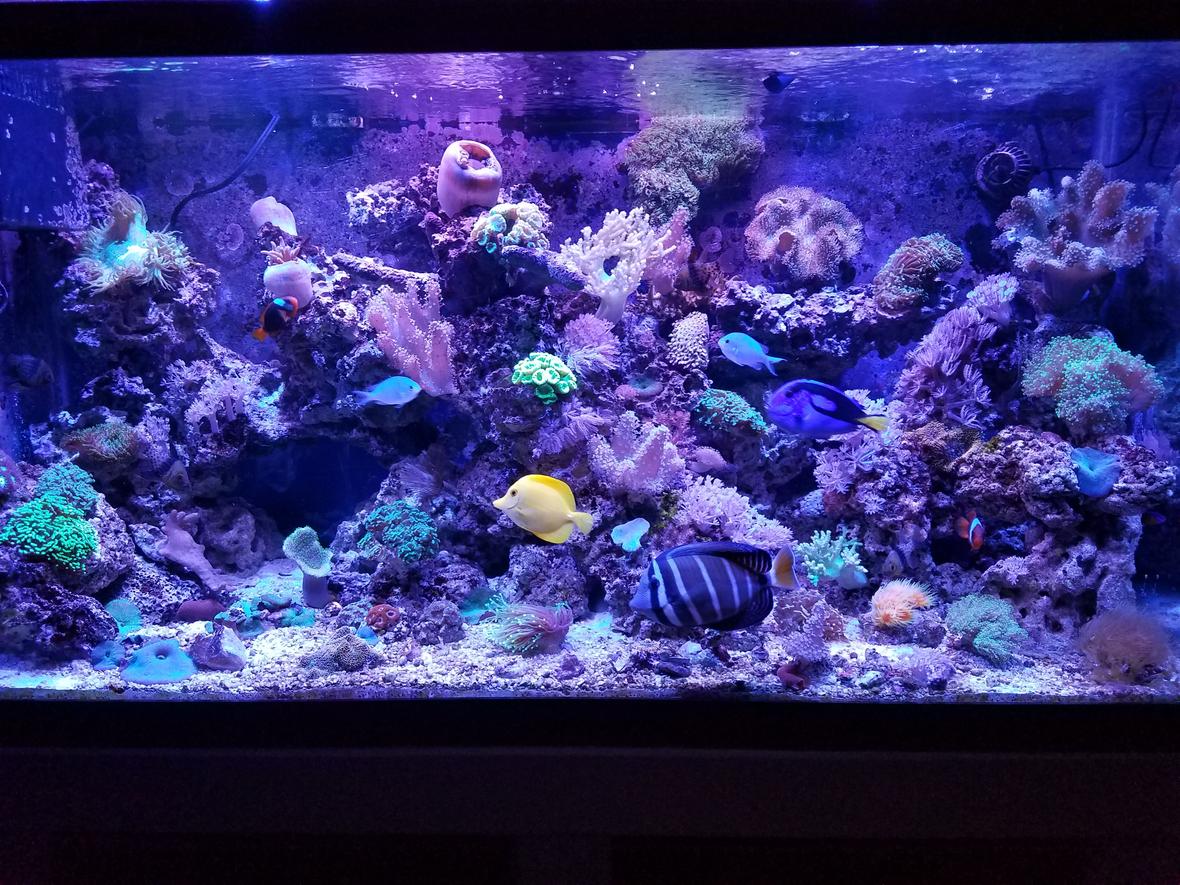 90 gallons saltwater fish tank (mostly fish, little/no live coral) - Fishhhhhy