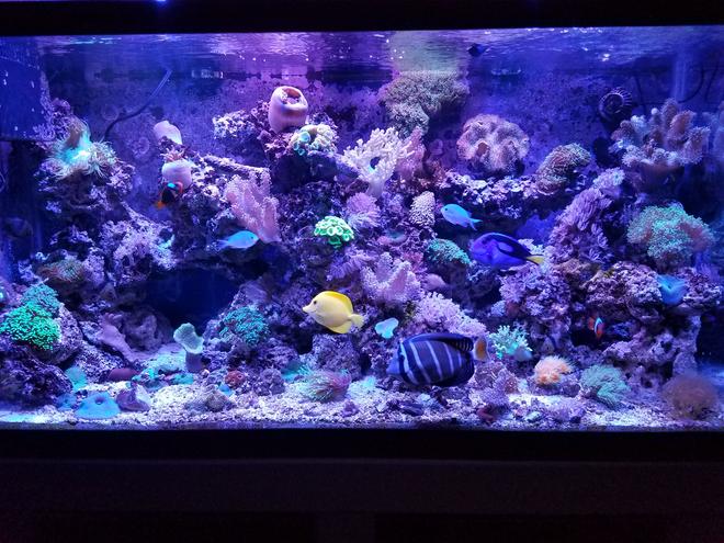 90 gallons saltwater fish tank (mostly fish, little/no live coral) - Fishhhhhy