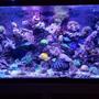 90 gallons saltwater fish tank (mostly fish, little/no live coral) - Fishhhhhy