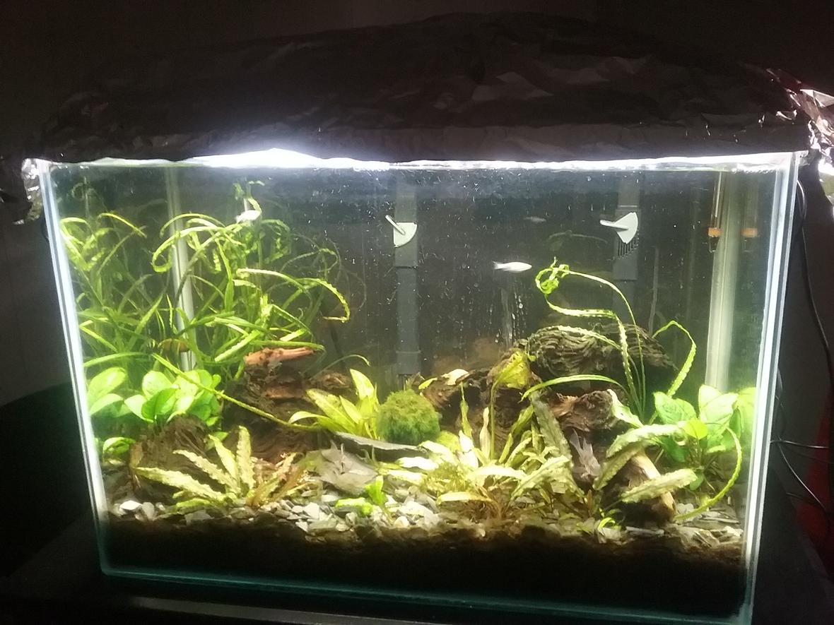 20 gallons planted tank (mostly live plants and fish) - 20 gallon low tech with ecocomplete substrate, 3 bolivian rams and one German blue; 7 Danis, One pleco