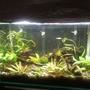 20 gallons planted tank (mostly live plants and fish) - 20 gallon low tech with ecocomplete substrate, 3 bolivian rams and one German blue; 7 Danis, One pleco