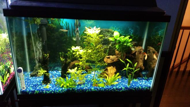 75 gallons freshwater fish tank (mostly fish and non-living decorations) - Ghost Shrimp, Glass catfish