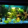 75 gallons freshwater fish tank (mostly fish and non-living decorations) - Ghost Shrimp, Glass catfish
