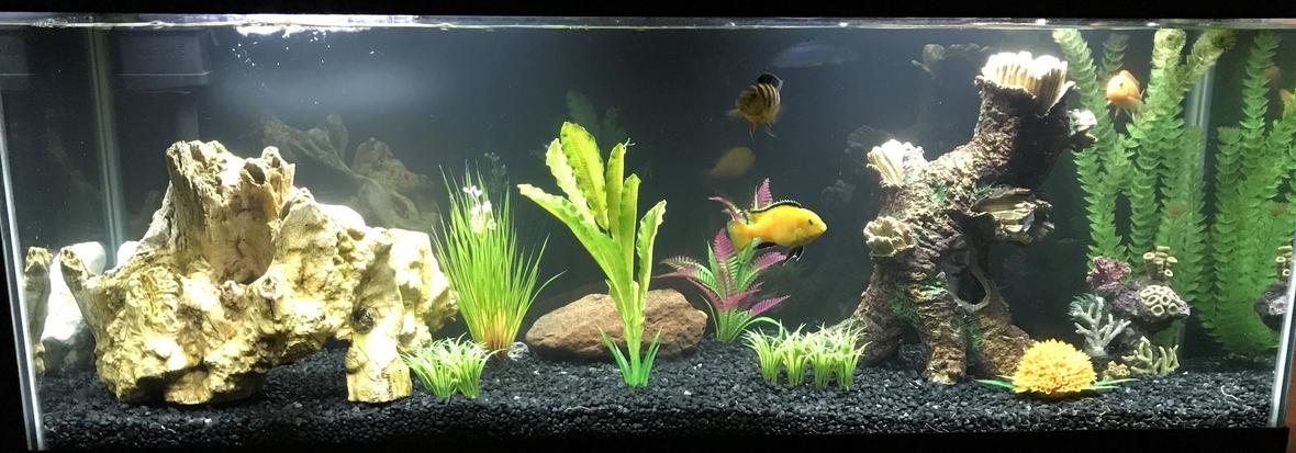 55 gallons freshwater fish tank (mostly fish and non-living decorations) - Cichlids