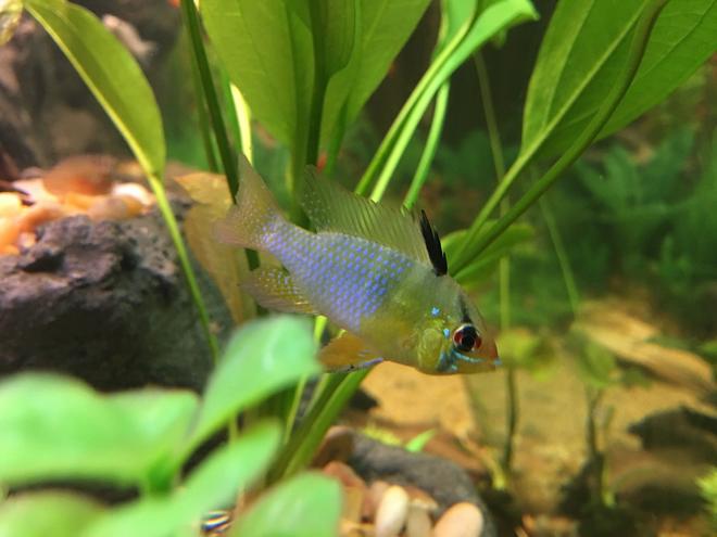 freshwater fish stocking in 75 gallons tank - German Blue Ram