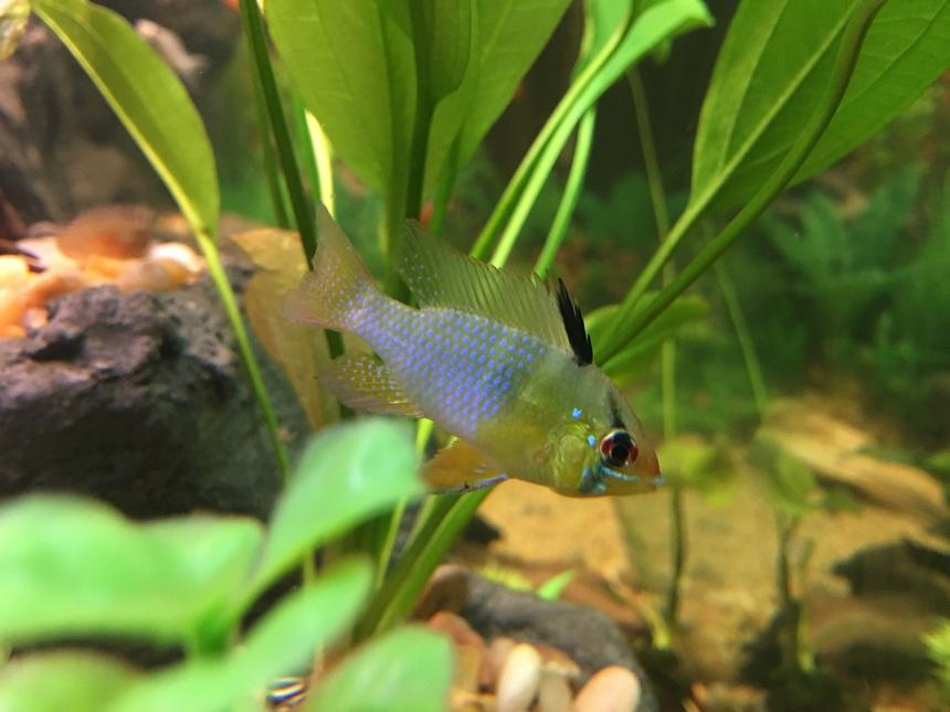 Rated #7: Freshwater Fish Stocking In 75 Gallons Tank - German Blue Ram