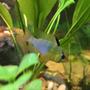 freshwater fish stocking in 75 gallons tank - German Blue Ram