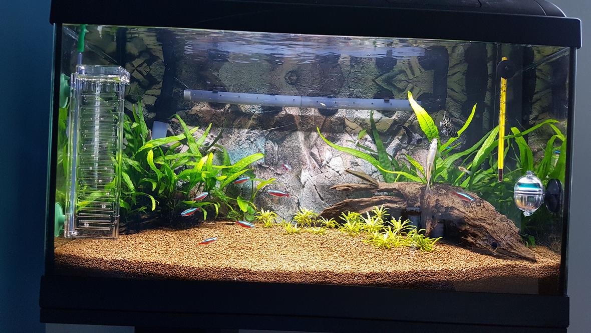15 gallons freshwater fish tank (mostly fish and non-living decorations) - My first bedroom tank