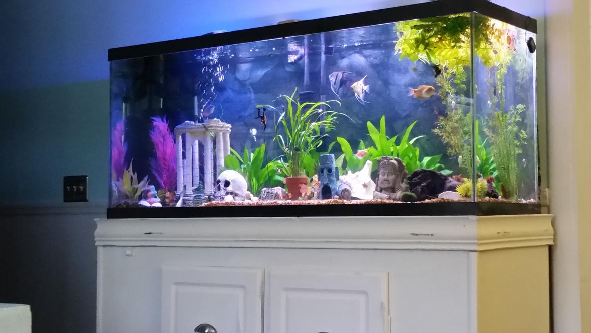 125 gallons freshwater fish tank (mostly fish and non-living decorations) - My 125 community