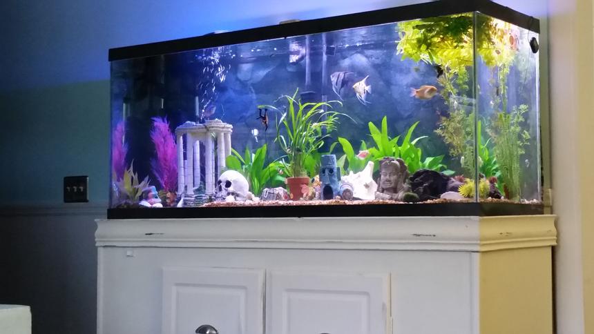 Rated #56: 125 Gallons Freshwater Fish Tank - My 125 community