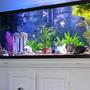125 gallons freshwater fish tank (mostly fish and non-living decorations) - My 125 community