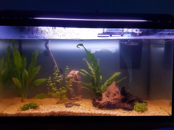 24 gallons freshwater fish tank (mostly fish and non-living decorations) - see other description