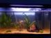 view more best photos of variety 24 gallons tanks 
