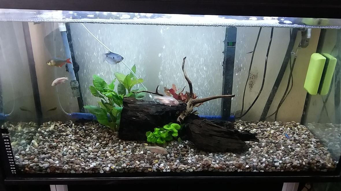 freshwater fish stocking in 20 gallons tank - Rate my tank!