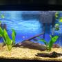 20 gallons planted tank (mostly live plants and fish) - Driftwood, live plants and 3 white tipped rosy tetras, 2 green 1 albino together barbs, 4 harlequin rasboras, yoyo loach, dwarf gourami, 2 ghost shrimp.